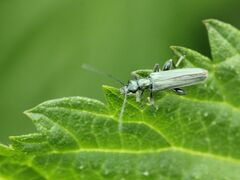 Oedemera
