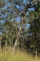 Angophora floribunda