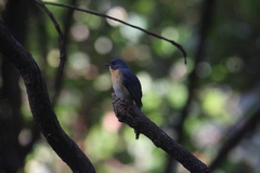 Cyornis tickelliae