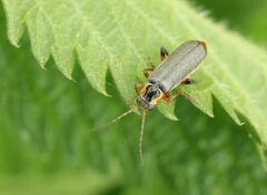 Cantharis nigricans
