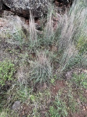 Dichanthium sericeum