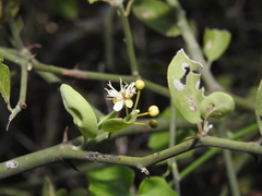 Capparis