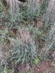 Dichanthium sericeum