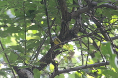 Culicicapa ceylonensis