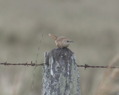 Phacellodomus striaticollis