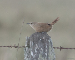Phacellodomus striaticollis