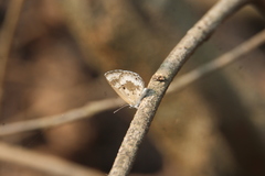 Luthrodes pandava