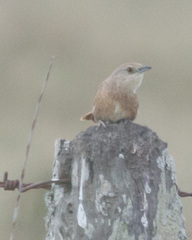 Phacellodomus striaticollis