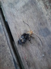 Desmiphora fasciculata