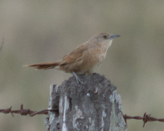Phacellodomus striaticollis