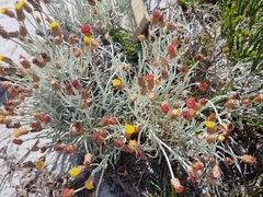 Syncarpha gnaphaloides