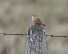 Phacellodomus striaticollis