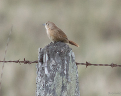 Phacellodomus striaticollis