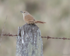 Phacellodomus striaticollis