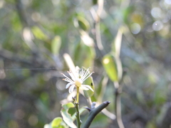 Capparis
