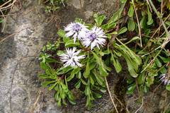 Globularia cordifolia