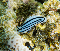 Phyllidiopsis xishaensis