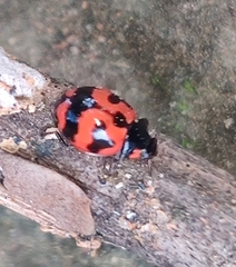 Coccinella transversalis
