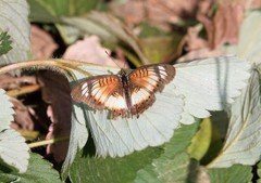 Junonia sophia