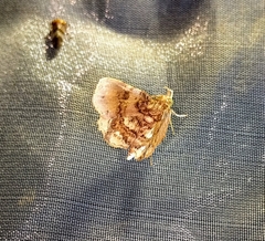 Pangrapta albiseriata