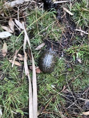 Terrapene carolina bauri