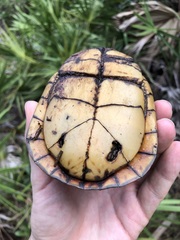 Terrapene carolina bauri