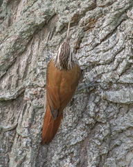 Lepidocolaptes angustirostris