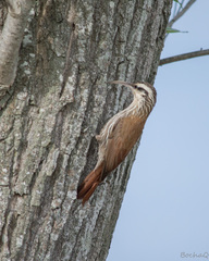 Lepidocolaptes angustirostris