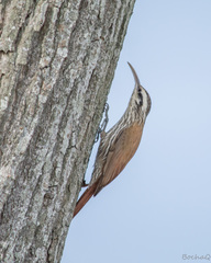 Lepidocolaptes angustirostris