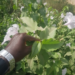 Convolvulaceae