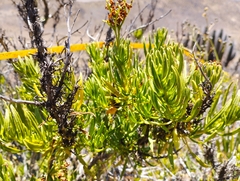 Heliotropium linariifolium