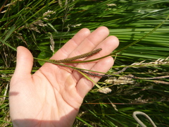 Carex acuta