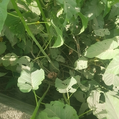 Convolvulaceae