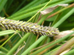 Carex acuta