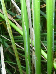 Carex acuta