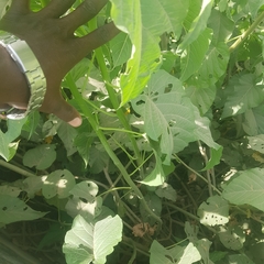 Convolvulaceae