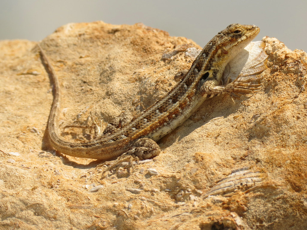 Cozumel Spiny Lizard