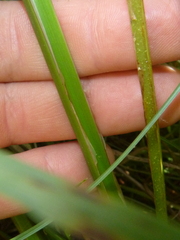 Carex acuta