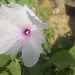 Convolvulaceae