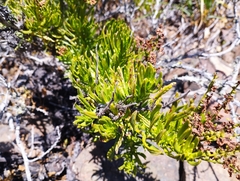 Heliotropium linariifolium