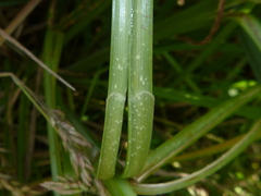 Carex acuta