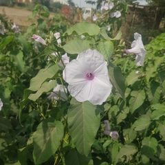 Convolvulaceae