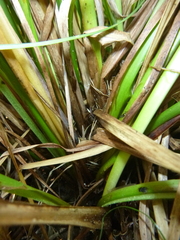 Carex acuta
