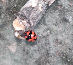 Coccinella transversalis