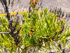 Heliotropium linariifolium