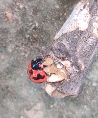 Coccinella transversalis