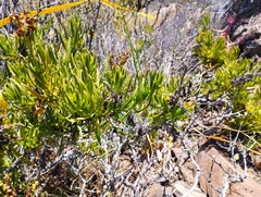 Heliotropium linariifolium