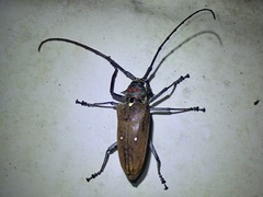 Batocera thomsonii