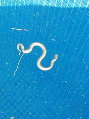 Macroprotodon brevis