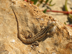 Sceloporus cozumelae